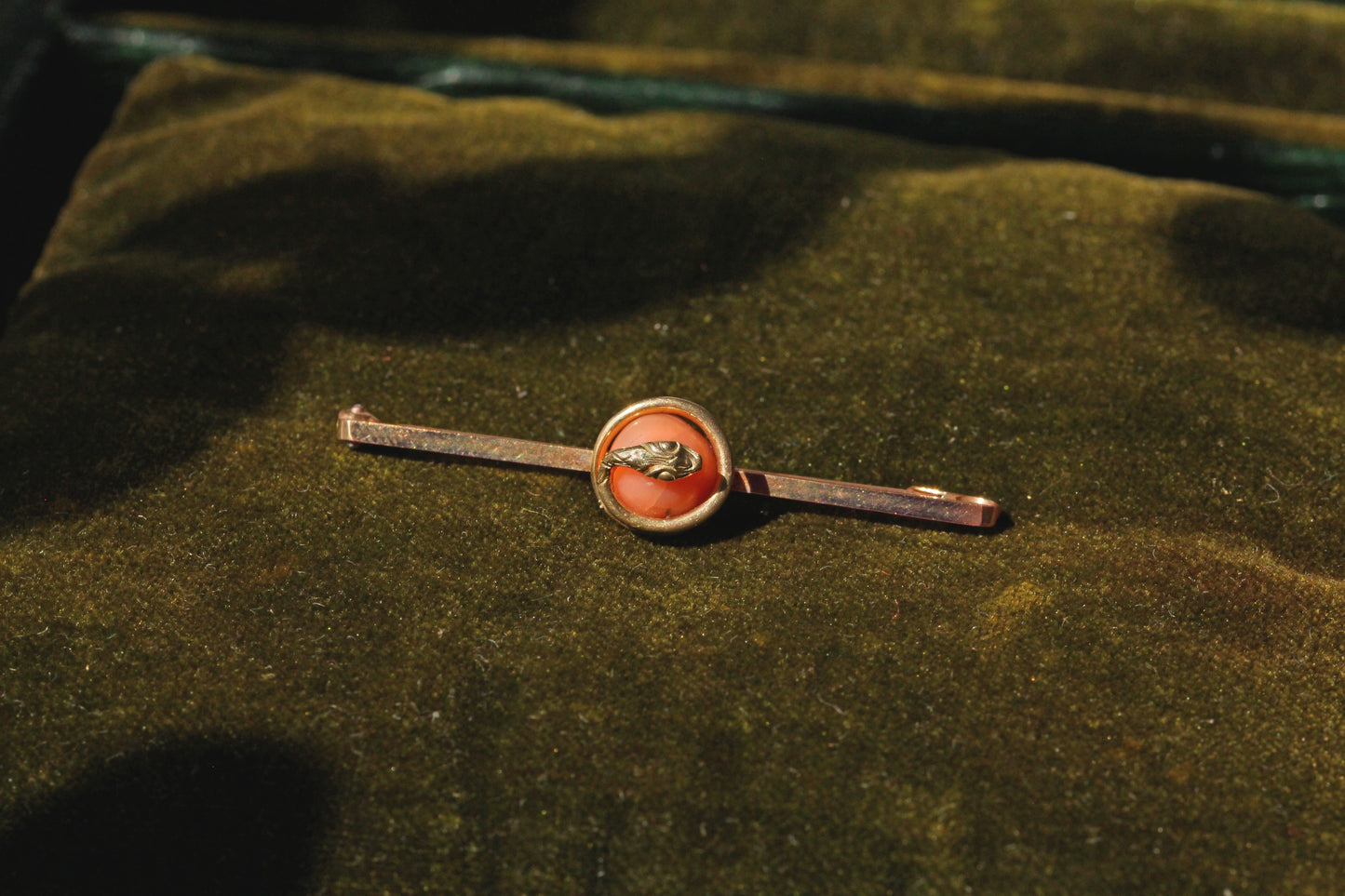 Antique victorian coral serpent snake brooch, in 9 carat gold on antique green velvet jewellery box